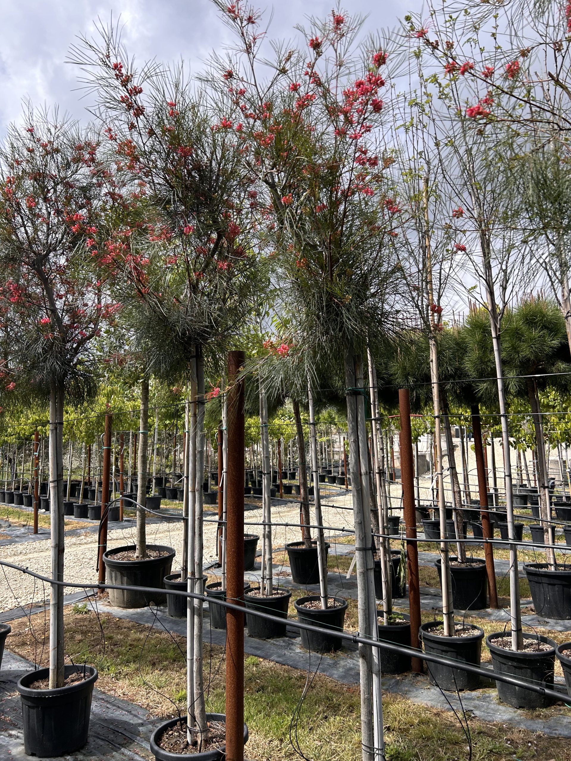 Grevillea johnsonii