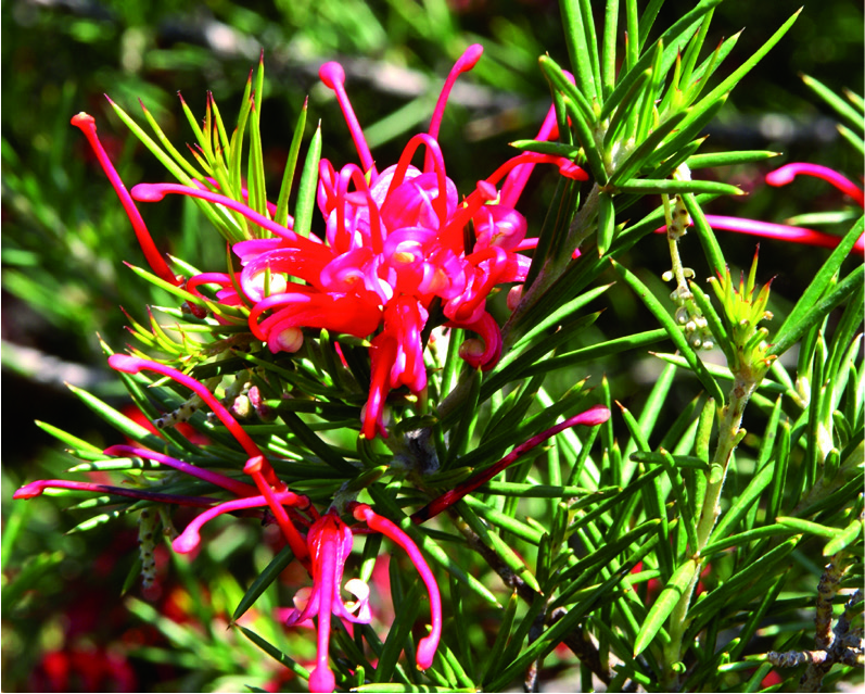 Grevillea juniperina