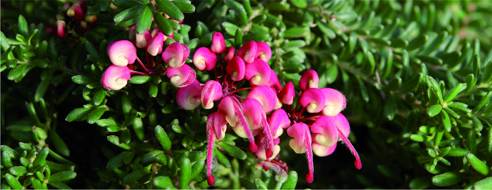Grevillea lanigera 'Mount Tamboritha'