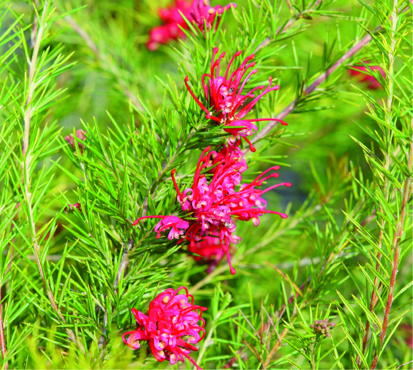 Grevillea rosmarinifolia