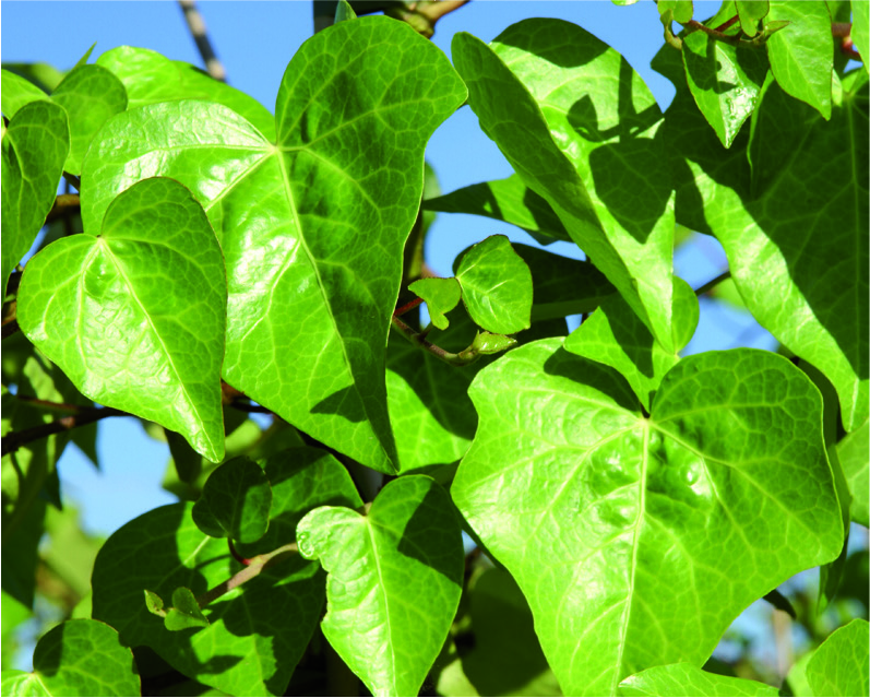 Hedera algeriensis