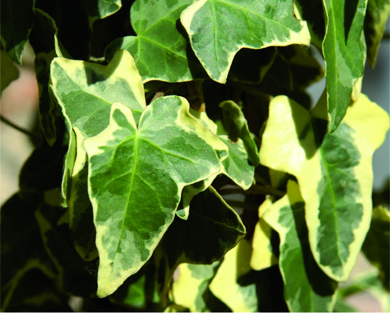 Hedera algeriensis 'Gloire De Marengo'