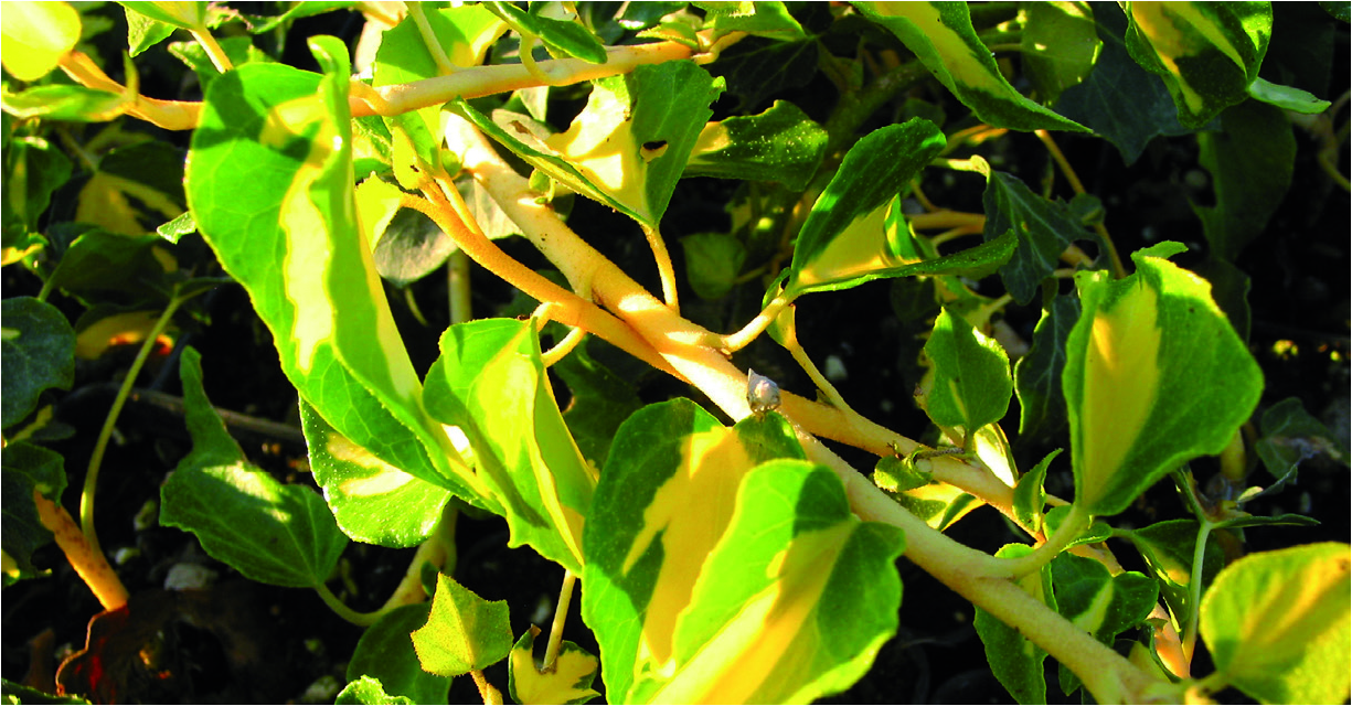 Hedera helix 'Oro di Bogliasco'