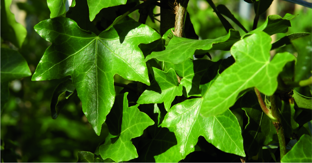 Hedera hibernica