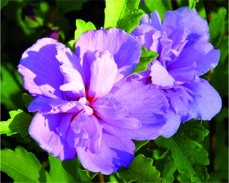 Hibiscus syriacus 'Ardens'