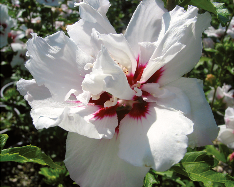 Hibiscus syriacus 'Speciosus'