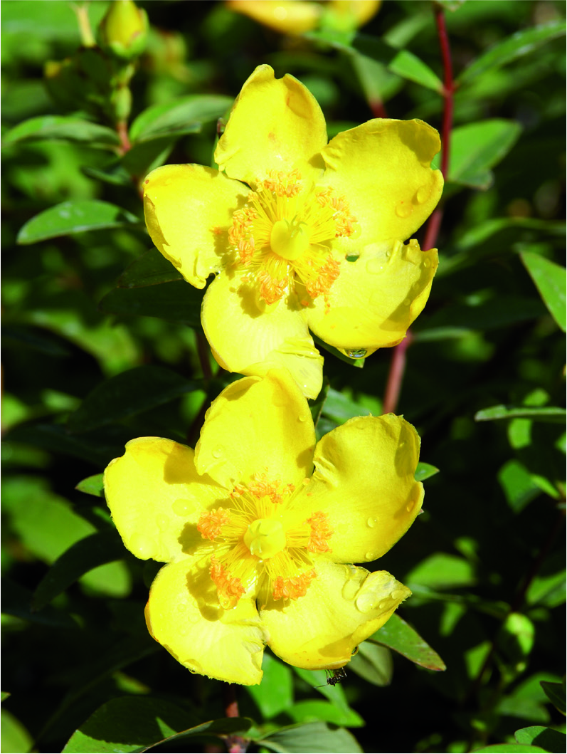 Hypericum henryi 'Hidcote'