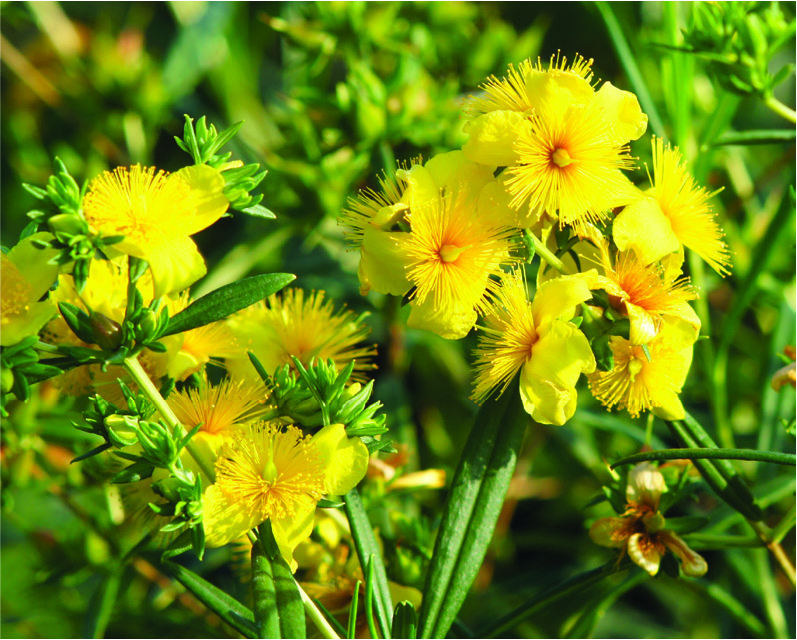 Hypericum x buttercup
