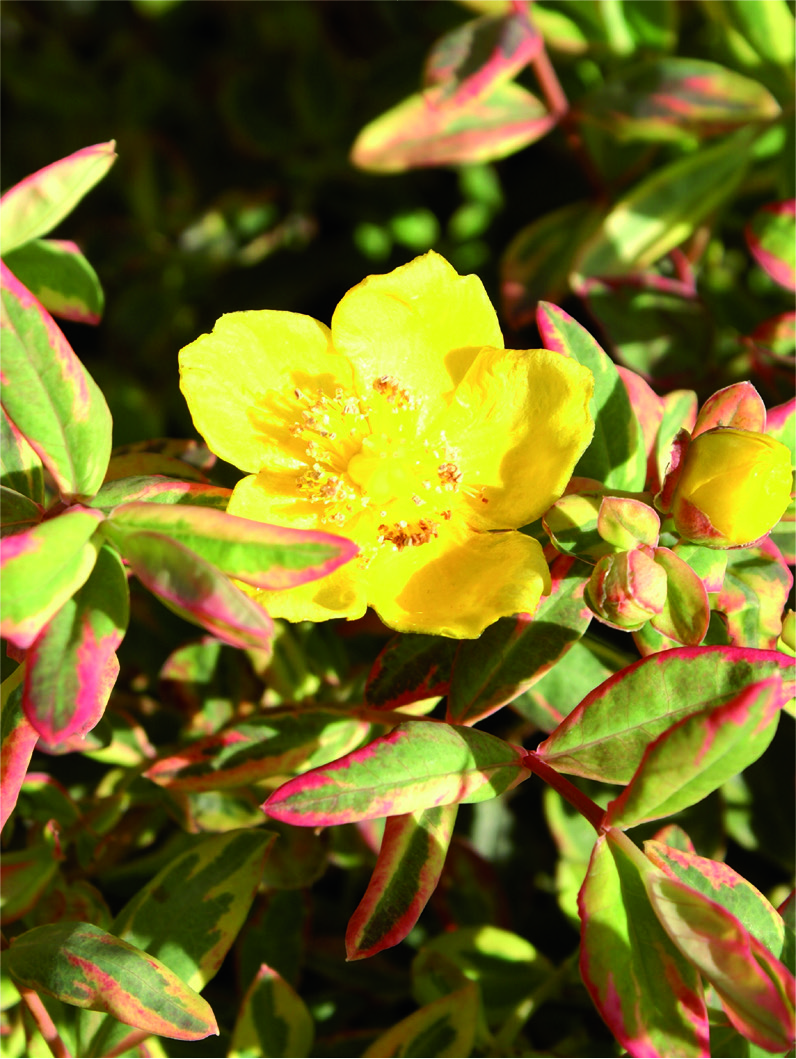 Hypericum x mos. 'Tricolor'