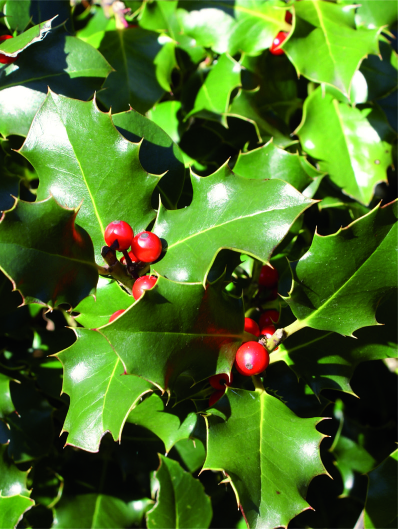 Ilex aquifolium 'Alaska'
