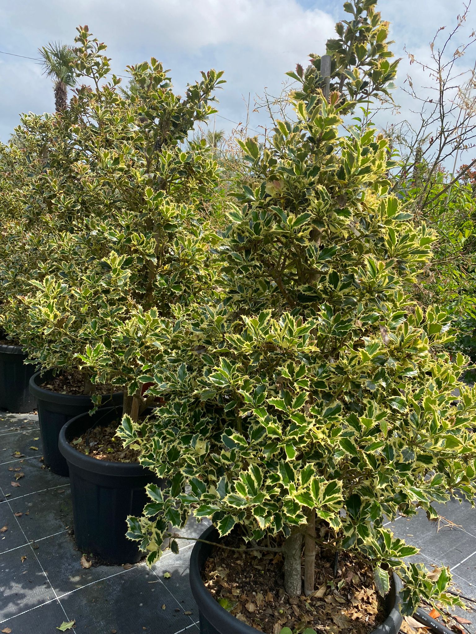 Ilex aquifolium 'Silver Queen'