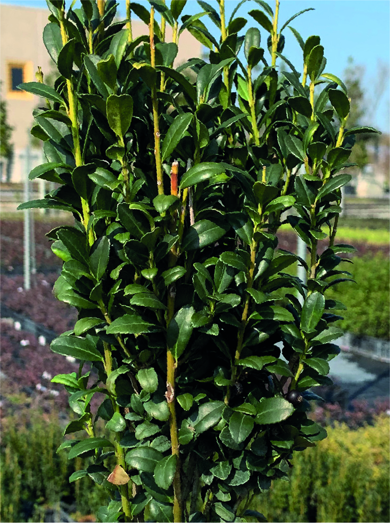 Ilex crenata 'Fastigiata'
