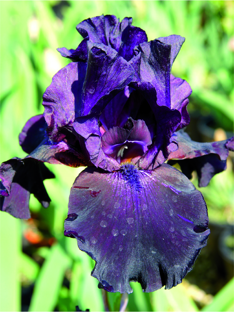 Iris 'Taras Bul'ba'