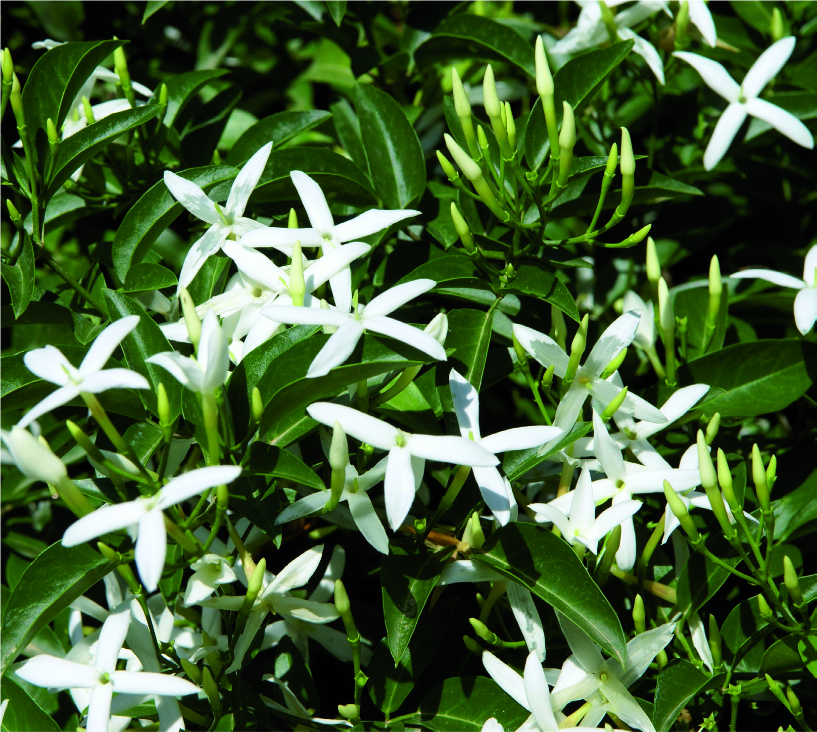 Jasminum azoricum