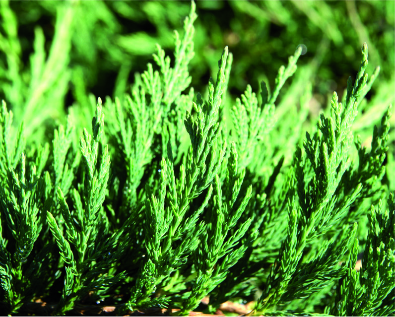 Juniperus horizontalis 'Andorra Compacta'