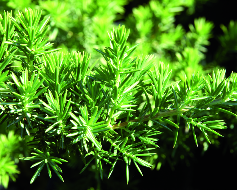 Juniperus rigida conferta 'Blue Pacific'