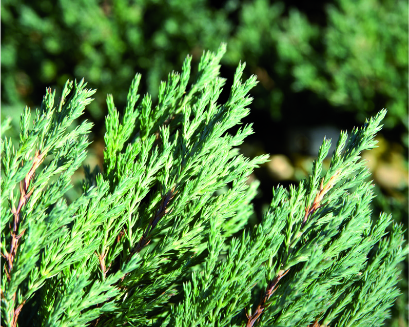 Juniperus x gracilis 'Grey Owl'