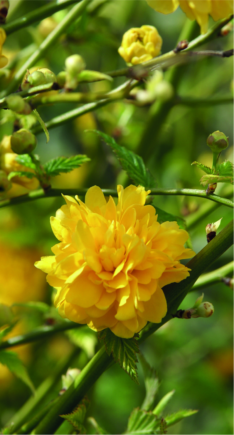 Kerria japonica 'Pleniflora'