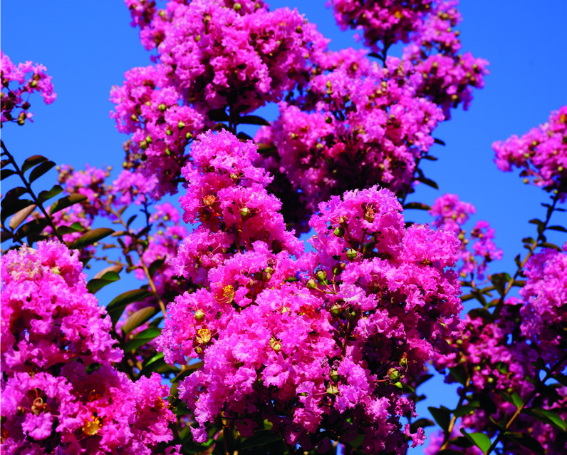 Lagerstroemia indica 'Benoit'