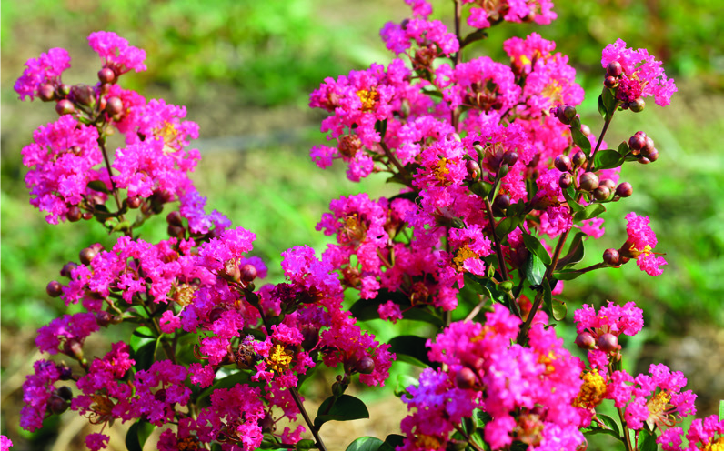 Lagerstroemia indica 'Caroline Beauty'