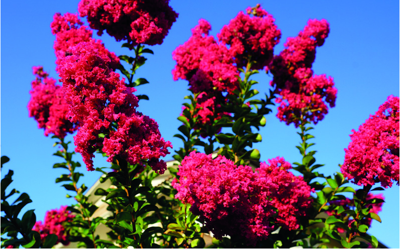 Lagerstroemia indica 'Durant Red'