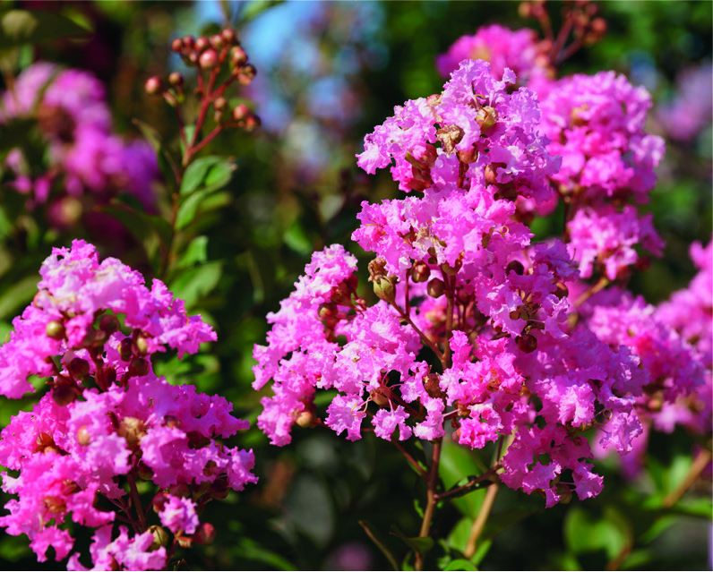 Lagerstroemia indica 'Hopi'