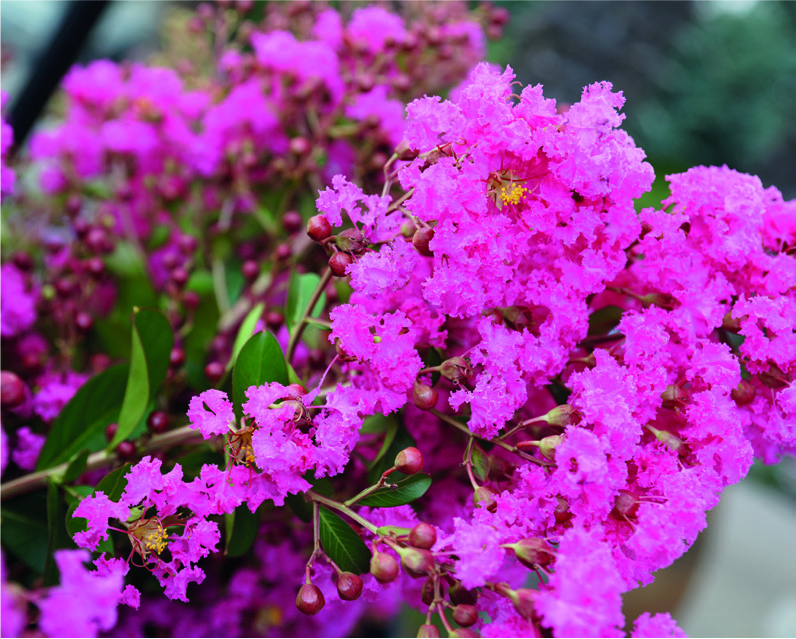 Lagerstroemia indica 'Houston'