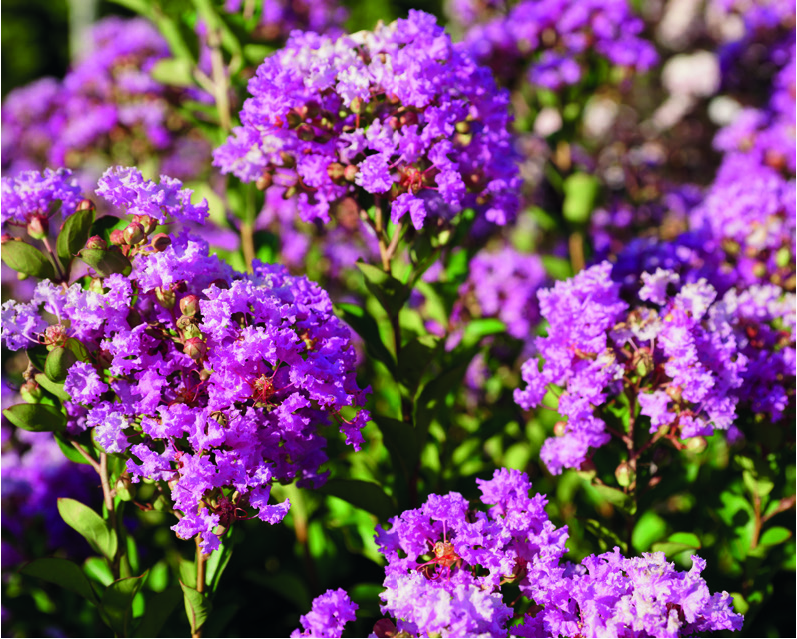Lagerstroemia indica 'Petite Orchid'