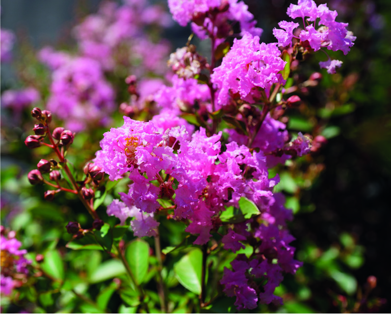 Lagerstroemia indica 'Petite Pinkie'