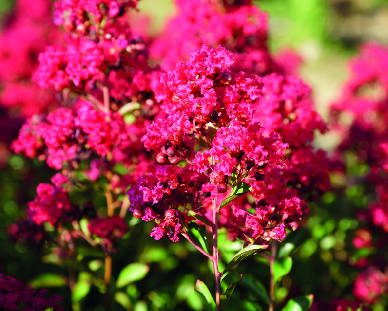 Lagerstroemia indica 'Petite Red'