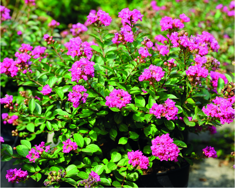 Lagerstroemia indica 'Pocomoke'