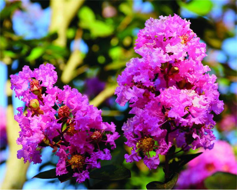 Lagerstroemia indica 'Prerose'