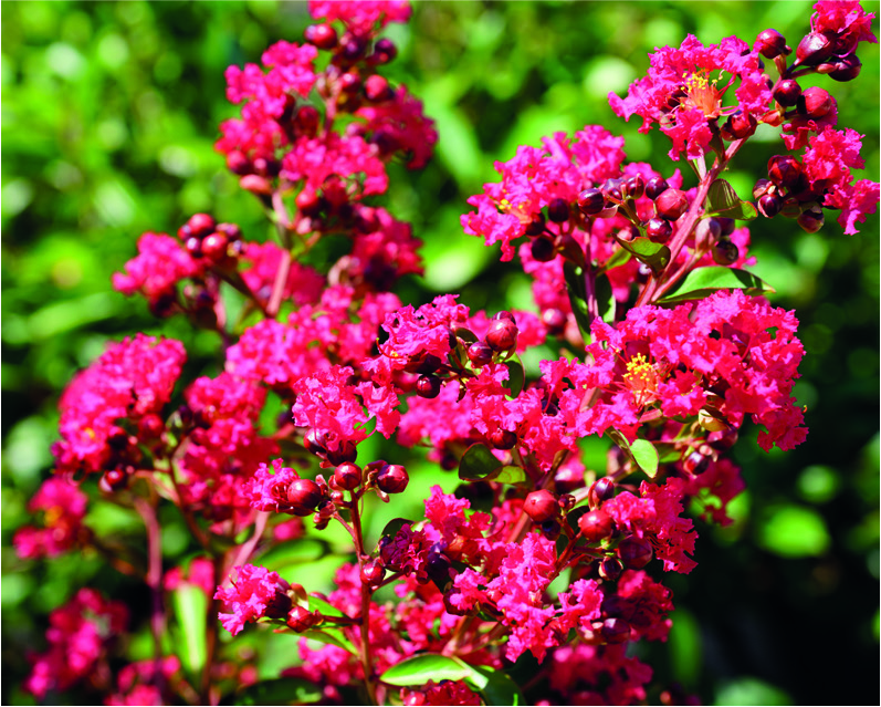 Lagerstroemia indica 'Red Imperator'