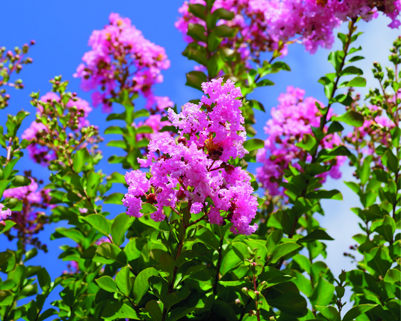Lagerstroemia indica 'Rosea Grassi'