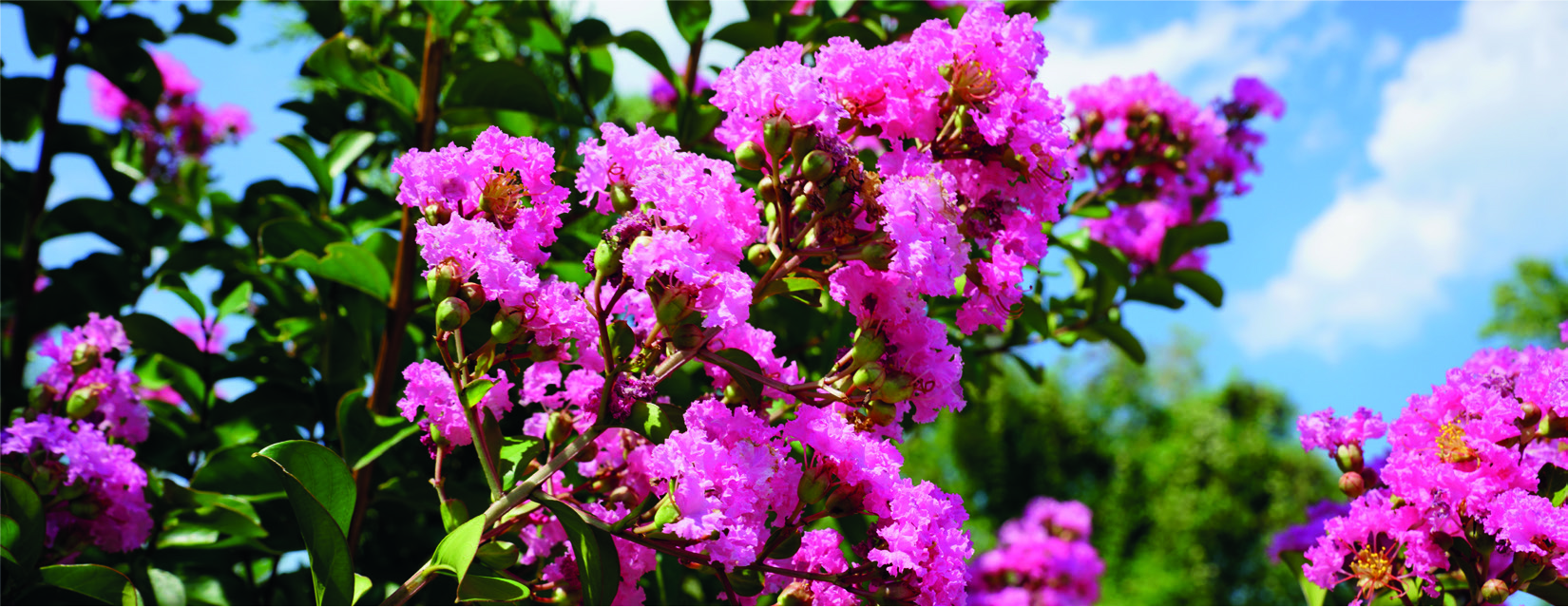 Lagerstroemia indica 'Rosea Pac'