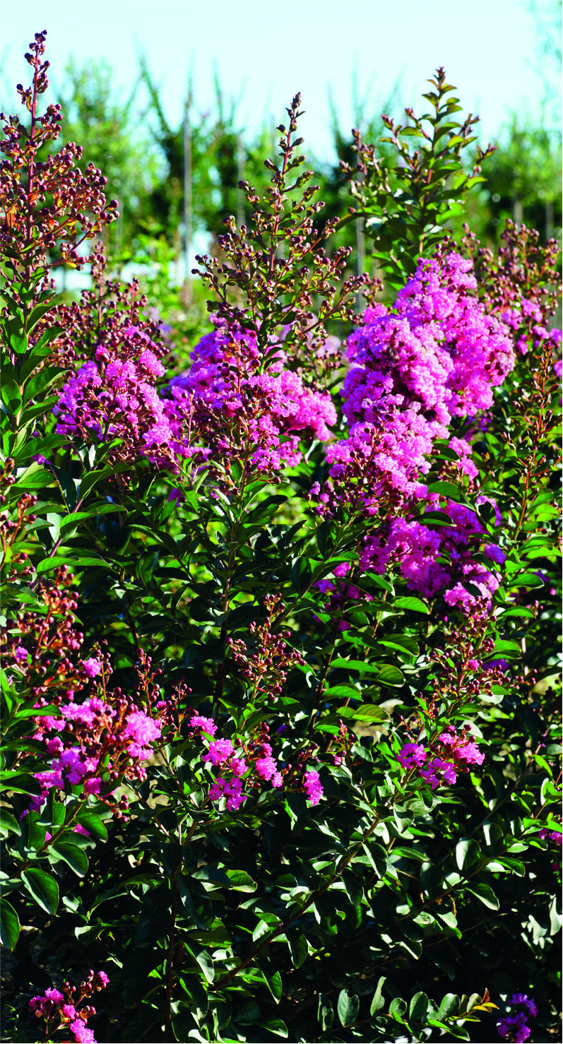 Lagerstroemia indica 'Rubra Magnifica'
