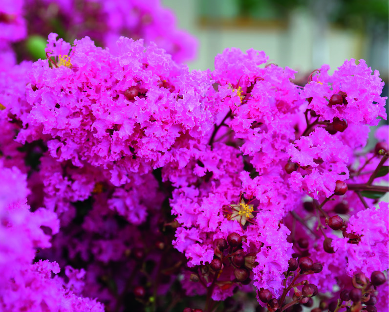 Lagerstroemia indica 'Rubra Repens'