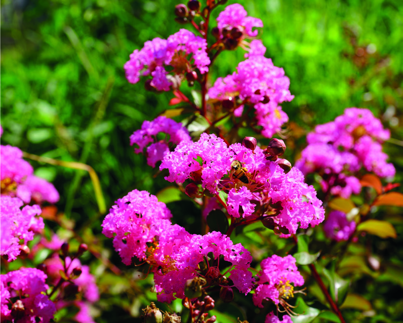 Lagerstroemia indica 'Seaborn'