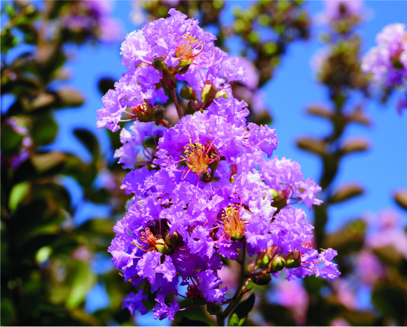 Lagerstroemia indica x fauriei 'Powhatan'