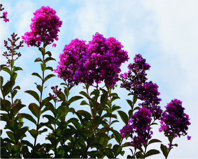 Lagerstroemia indica x fauriei 'Tonto'