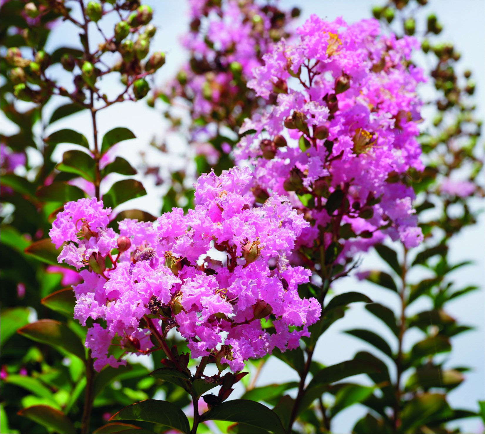 Lagerstroemia indica x fauriei 'Virginia'
