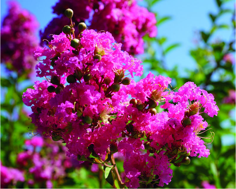 Lagerstroemia indica x fauriei 'Tuskegee'