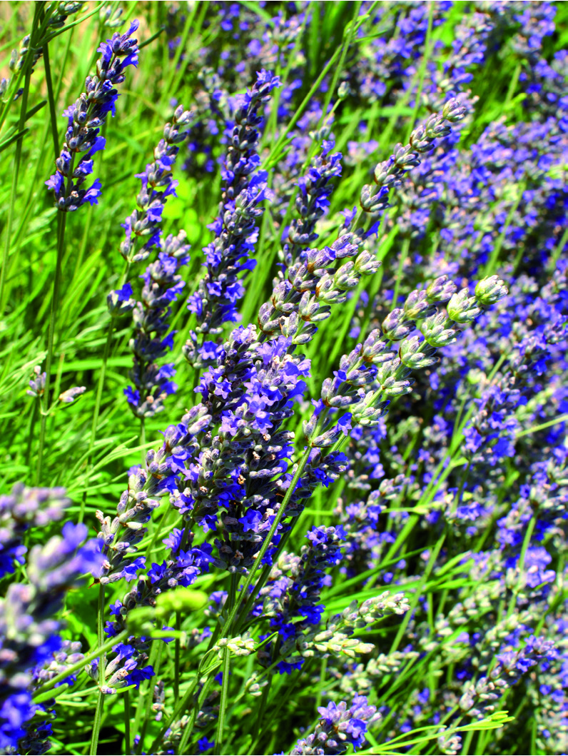 Lavandula angustifolia