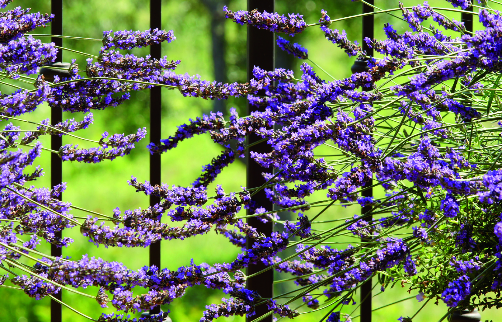 Lavandula x intermedia 'Grosso'