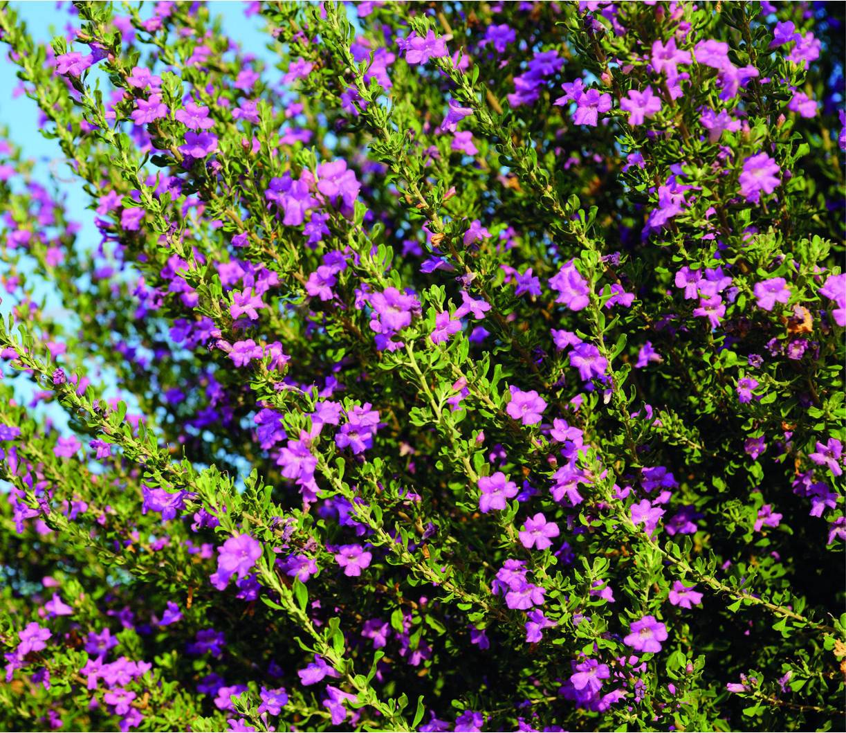 Leucophyllum frutescens 'Green Cloud'