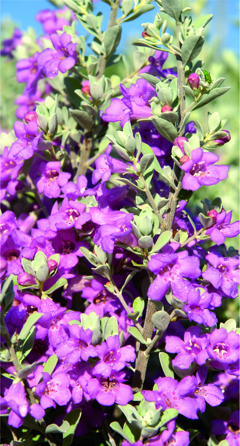 Leucophyllum frutescens