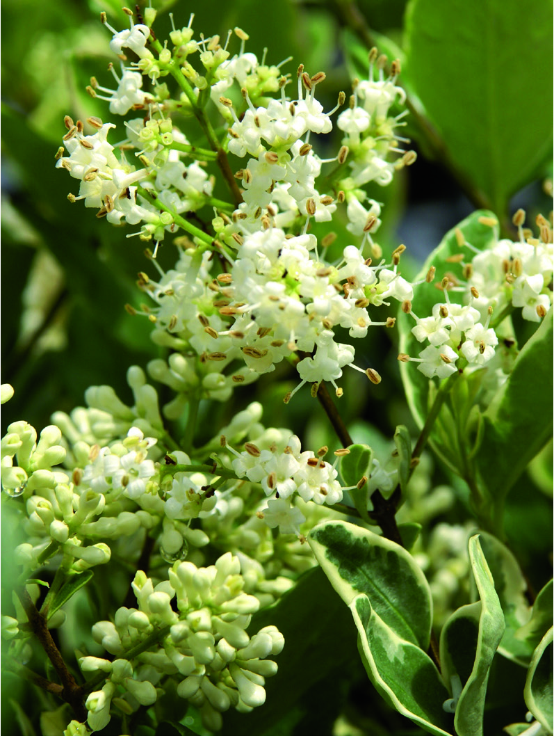 Ligustrum japonicum 'Silver Star'