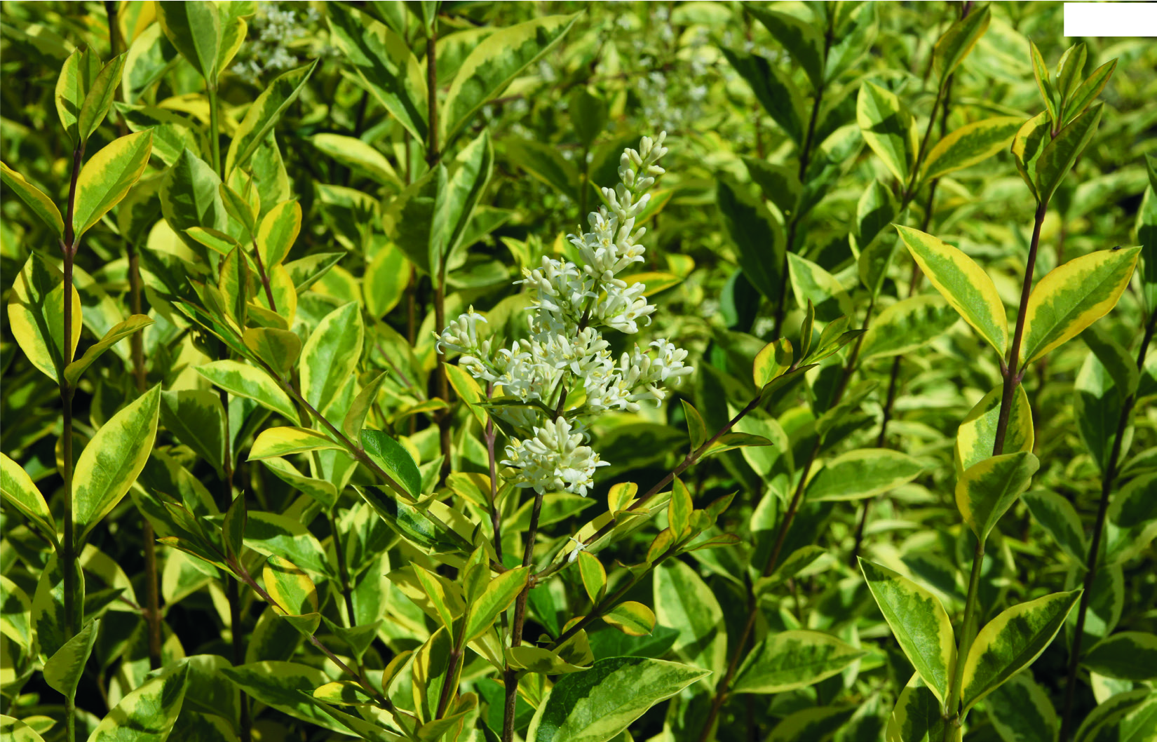 Ligustrum ovalifolium 'Aureum'