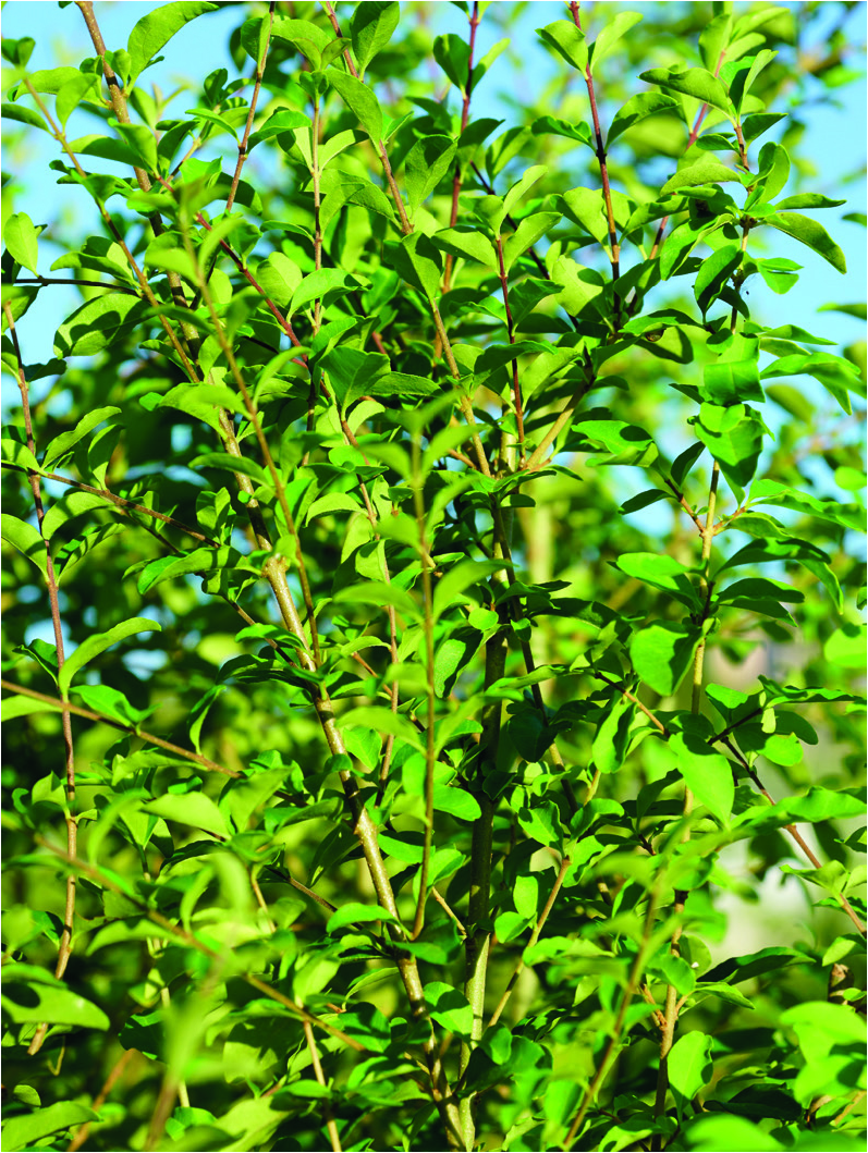 Ligustrum sinense