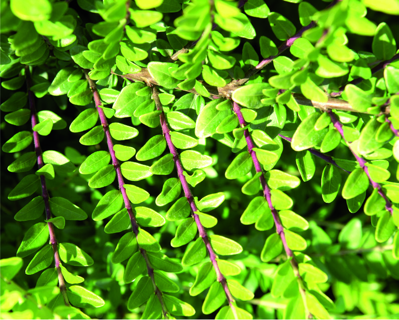 Lonicera nitida 'Maigrun'